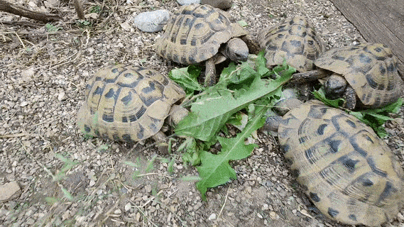 Landschildkröten Landschildkröten zum Eselhof
