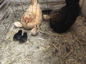 Landschildkröten zum Eselhof